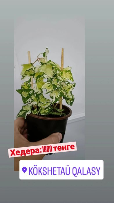 Хедера:1800 тенге