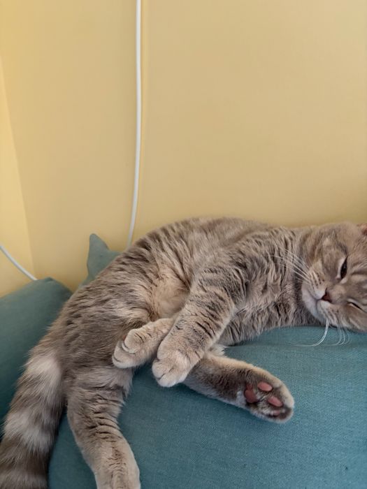 Подарявам породисто коте