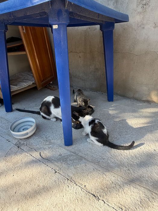 Котенок 3 месяца бесплатно