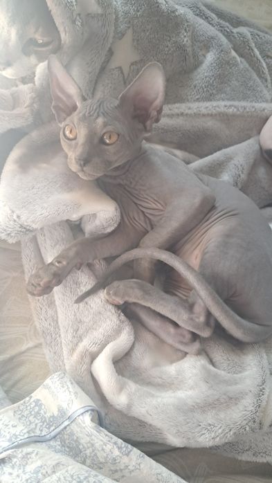 Продам котят канадского сфинкса