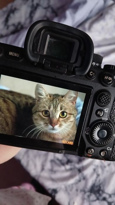 Отдам кота в добрые руки