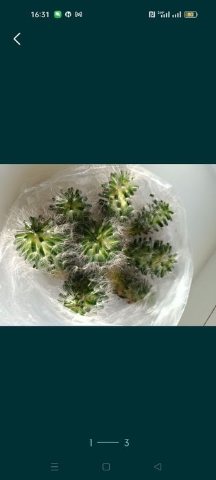 Продам кактус цветущий