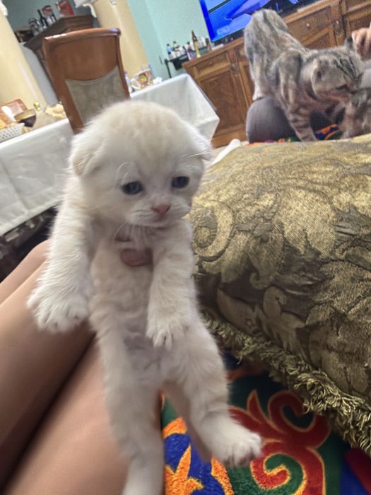 шотлалский вислоухий котенок