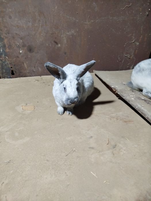 Paltavskiy quyon sotiladi