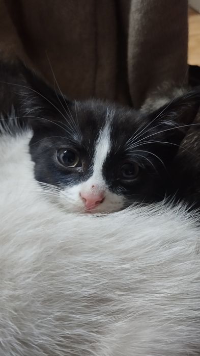 Котик маскарадный мальчик 2.5 месяца