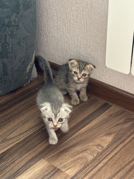 Отдам котят родились 29 апреля