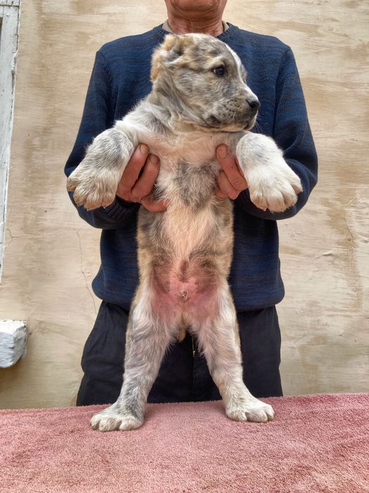 Щенок алабая ( чистокровный )