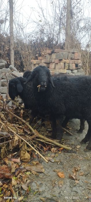 Қўчқор сотилади соғлом