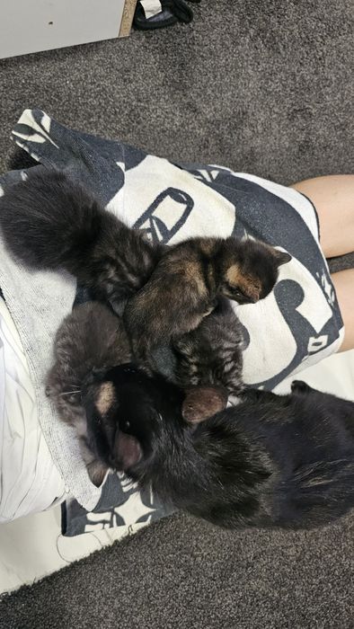 Котята в хорошие руки