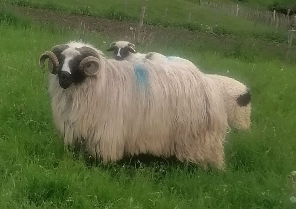 Berbec de vânzare