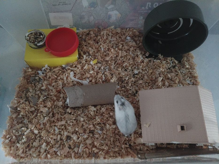 Хомяк джунгарик  с