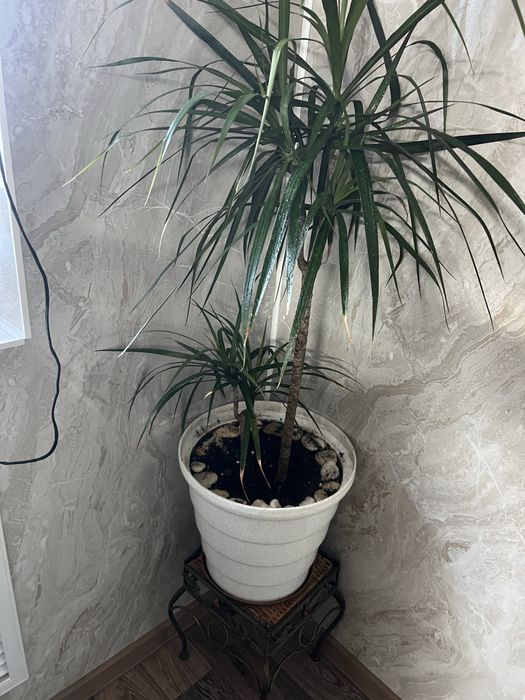 Комнатный цветок Драцена