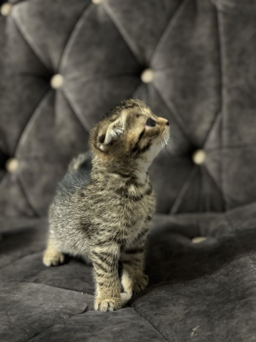 Шотландские вислоухие котята . Shotland zotli mushukchalar.