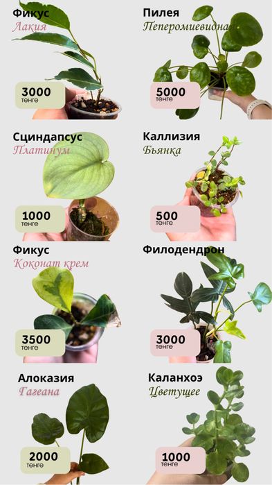 Комнатные растения разные