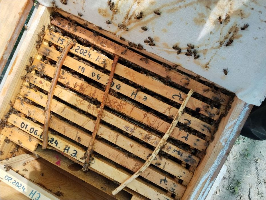 Асалари оиласи сотилади