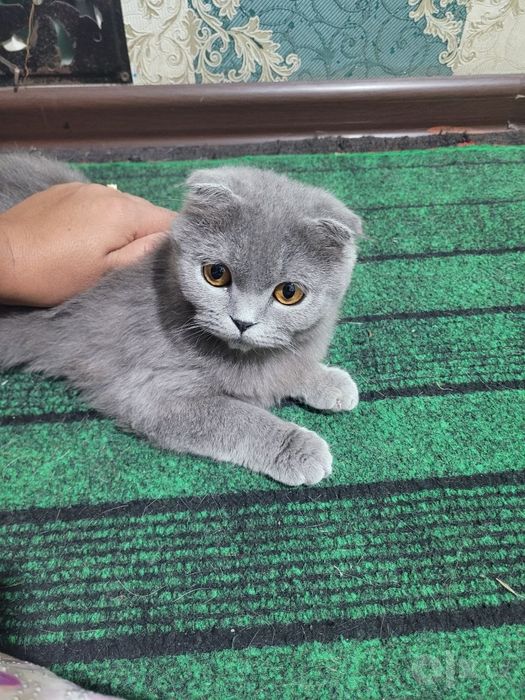 6 oylik qiz mushugimiz sotivda