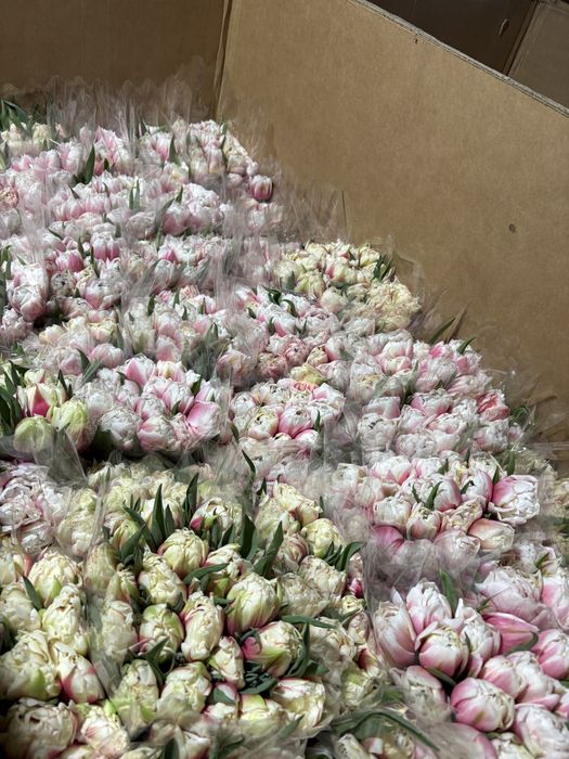 Премиум тюльпаны Астана с луковицей вместе оптом