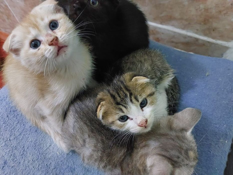 Котята в хорошие,добрые руки