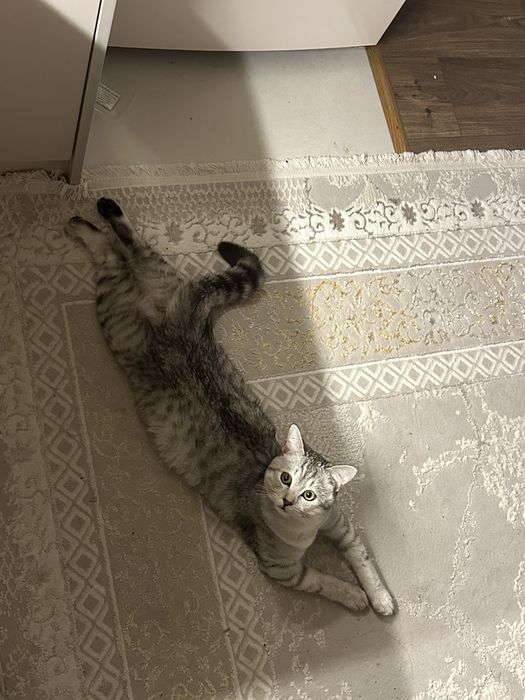 Отдаю котика в хорошие руки