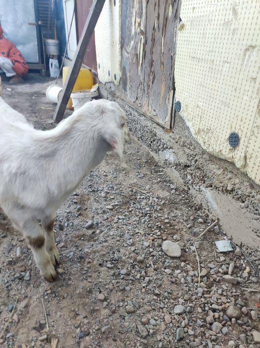 Сұтті ешкі дақтары сатылады еркек лақтар