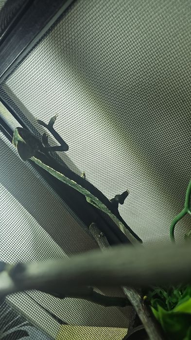 Vând 3 șerpi si un cameleon