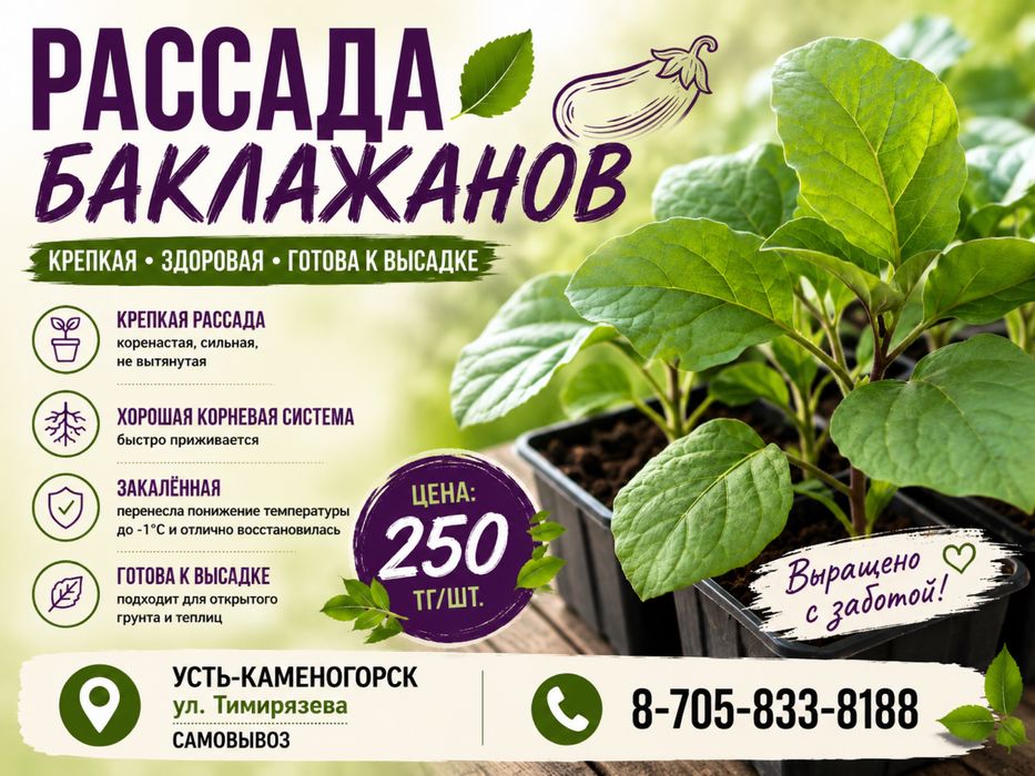 Рассада баклажанов