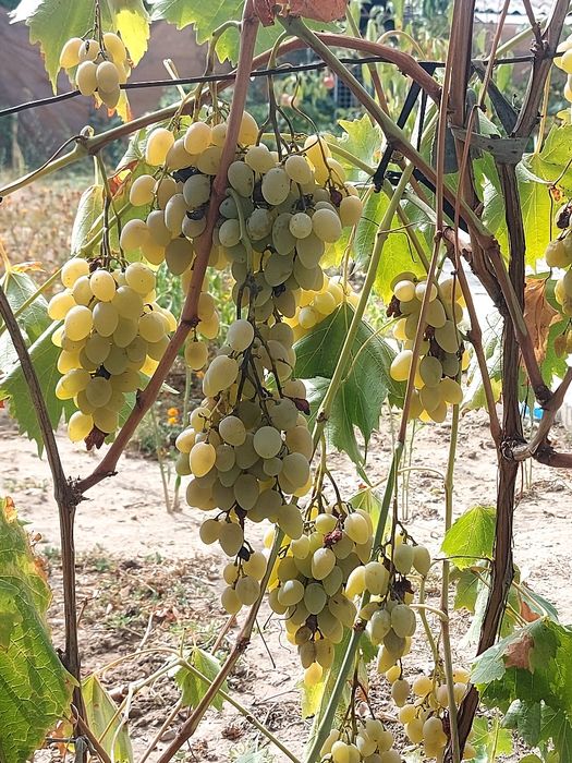 Vând struguri de masă