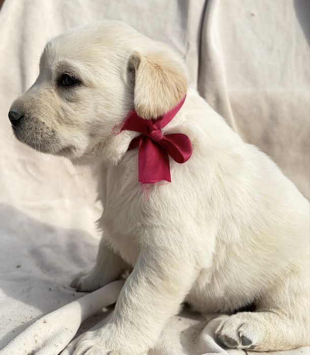 Щенки лабрадор золотистый ретривер