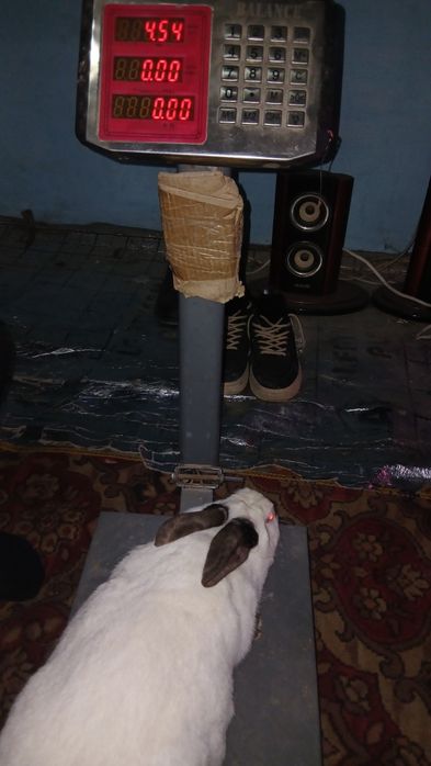 Продается кролик самка порода калифорния