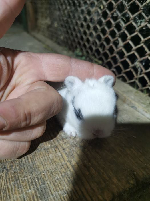 Декоративни зайчета