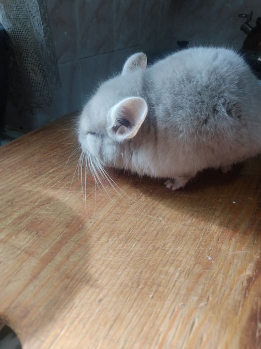 Продам шиншиллу самец