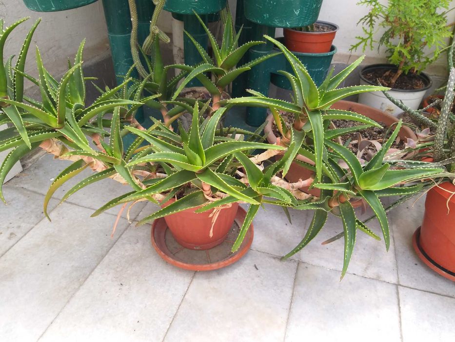 Алое с много приложения