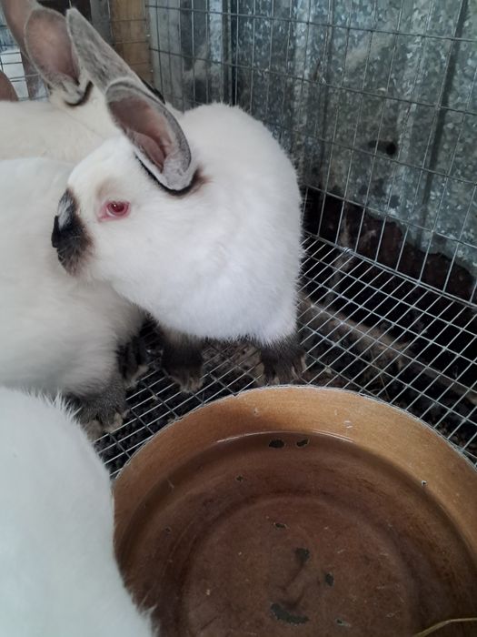 Продам кроликов.