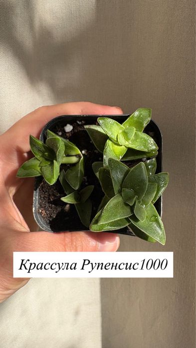 Комнвтные растения срезы