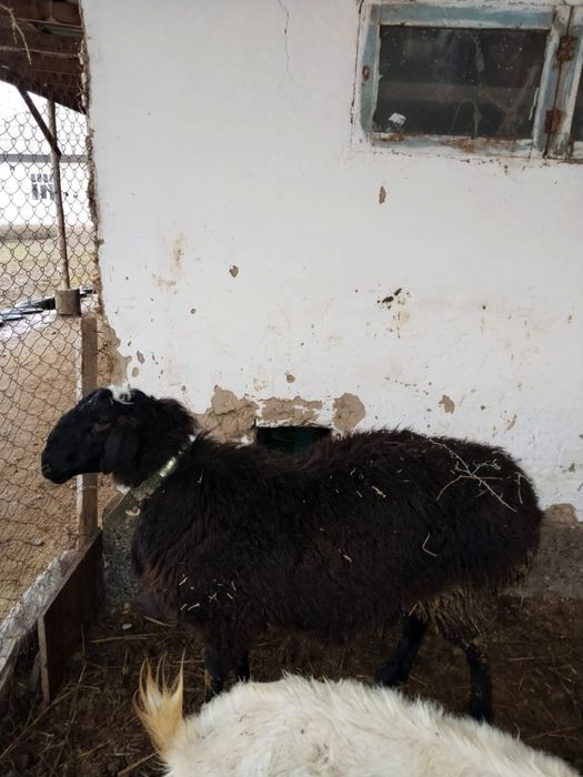 Кошкар сатылады семыз