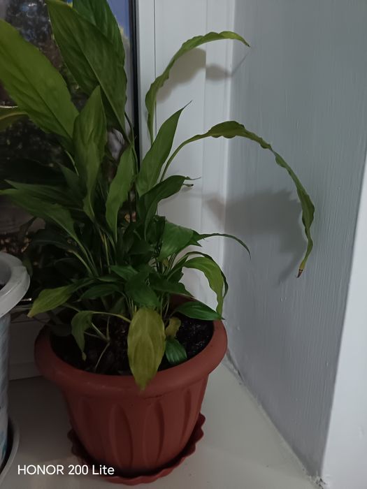 Продам комнатные цветы