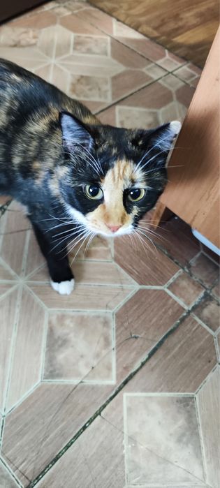 Две кошечки девочки.