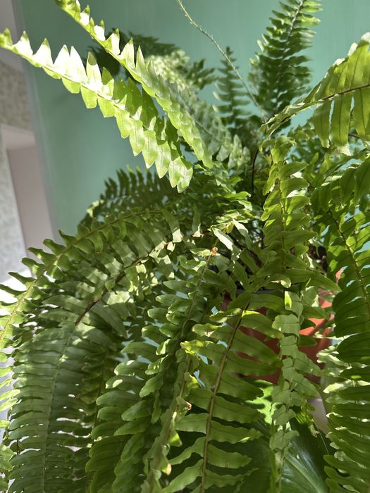 Продам домашние  цветы