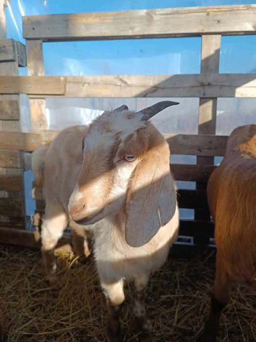 Козы, козочки, козлята