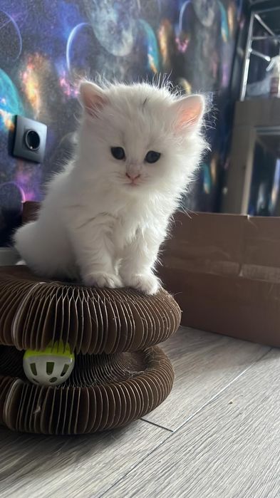 Котята вислоухые по два месяца