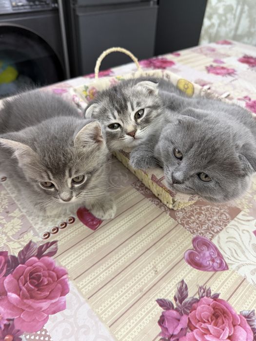 Продаются котики породы шотландская веслоухая