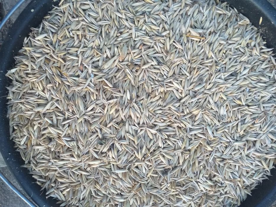 Ovăz  de sămânță
