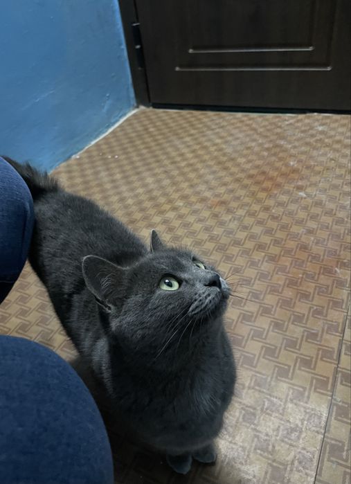 Кошечка в добрые руки