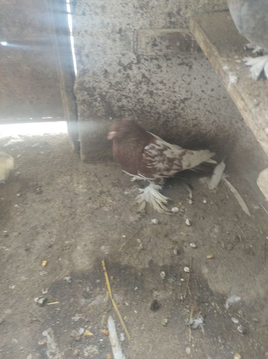 De vânzare o pereche de uriași