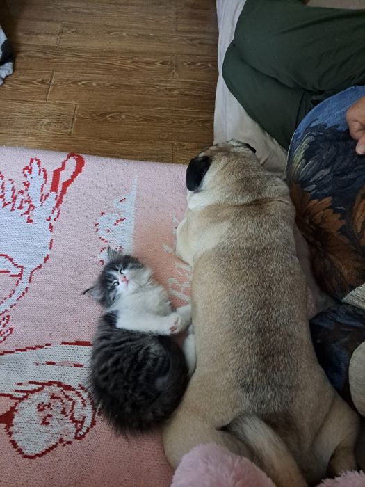 Пристраиваем милую кошечку