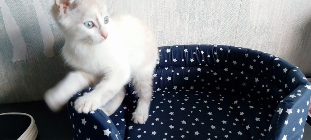 Отдам в добрые руки котёнка
