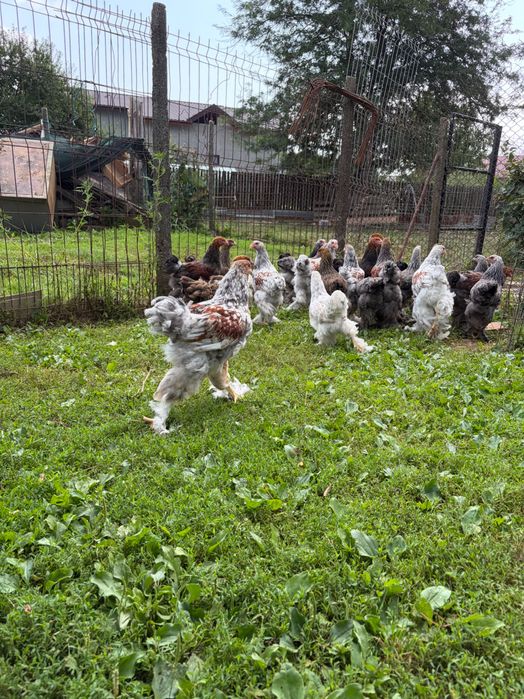 Brahma rotgesattelt și herminat închis