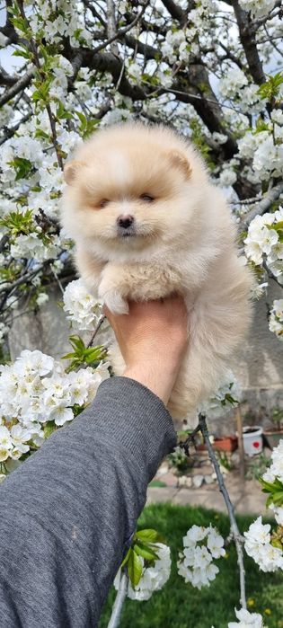 Померан померанче