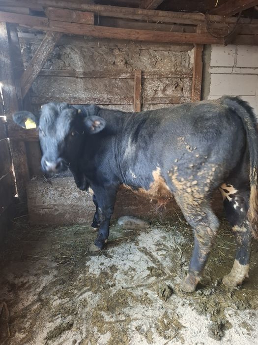 Disponibili 2 viței.  Prețul este per bucată!