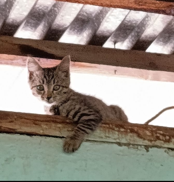 Отдам в хорошие руки